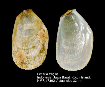 Limaria fragilis.jpg - Limaria fragilis(Gmelin,1791)